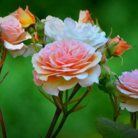 Au Mesnil Le Bas Bray Bed & Breakfast Bures-en-Bray Bagian luar foto