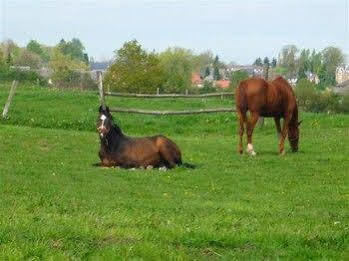 Au Mesnil Le Bas Bray Bed & Breakfast Bures-en-Bray Bagian luar foto